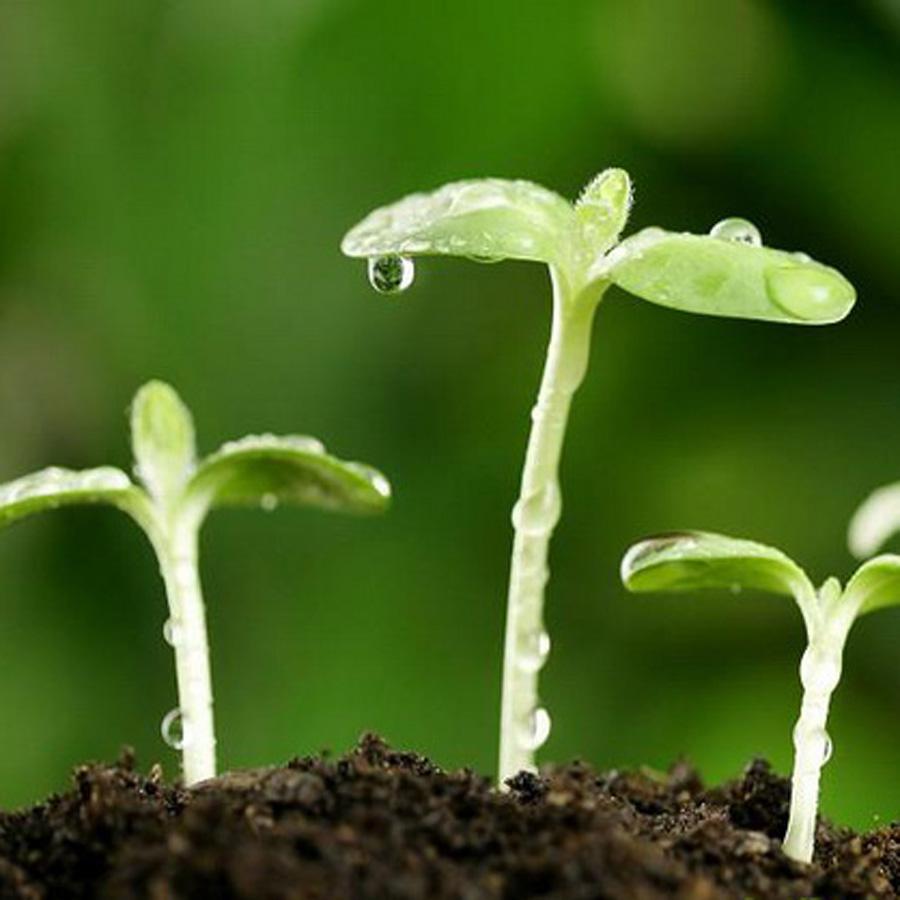 農(nóng)作物種子水分指標(biāo)檢測(cè)方法 農(nóng)作物種子水分指標(biāo)檢測(cè)方法